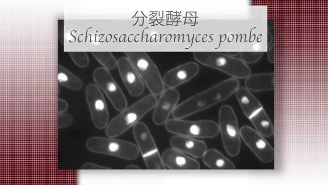 Kyoto University, Graduate School of Biostudies, Chromosome Transmission | KyotoU Channel