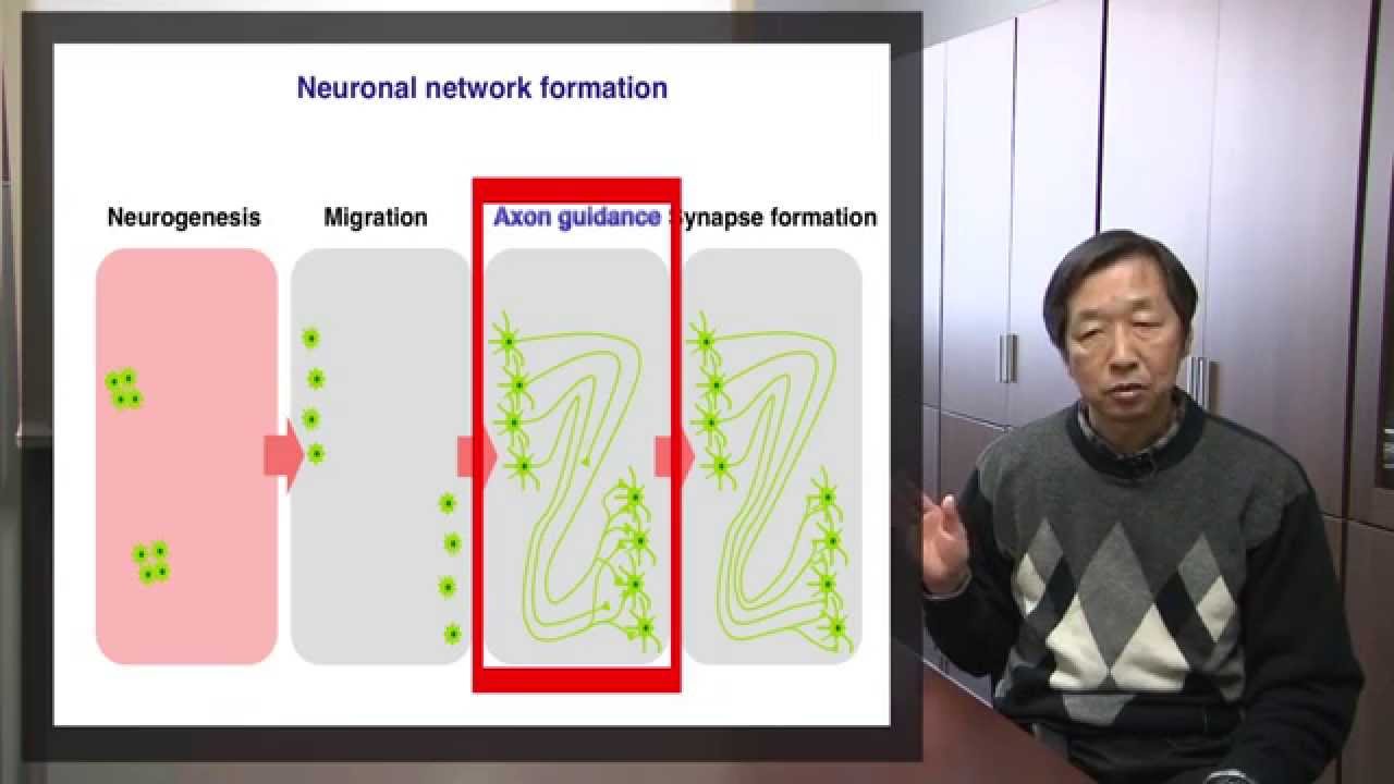 Kyoto University, Graduate School of Biostudies, Molecular Neurobiology | KyotoU Channel