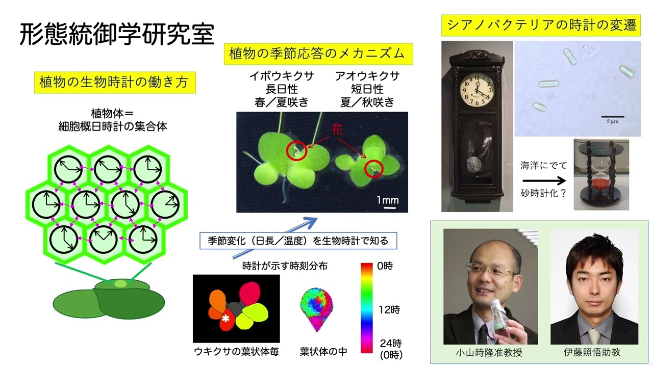 オープンキャンパス　植物学教室の研究紹介 | KyotoU Channel